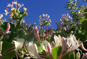 Madressilva em flor madressilva