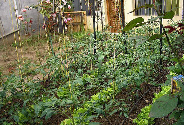 Spoločná pestovanie paradajok a šalátu