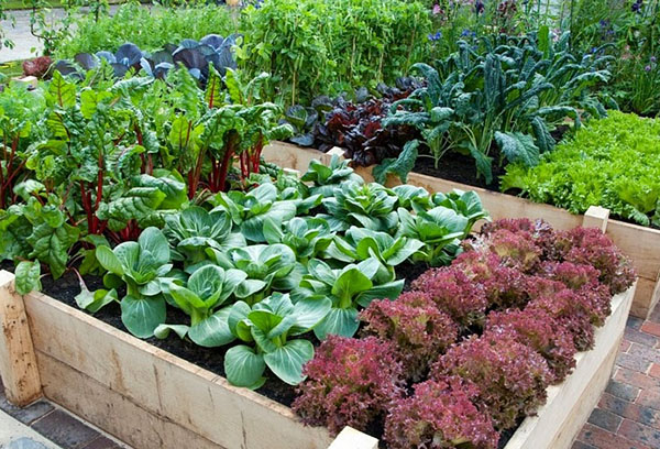 Salată de plantare densă