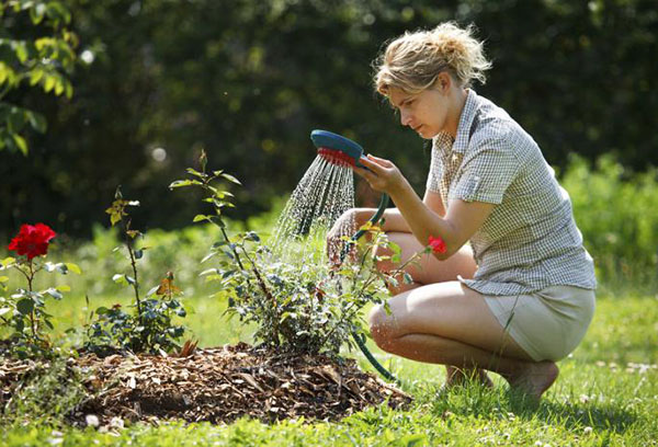 Arroser les roses après la plantation