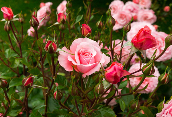 Rosas florescendo