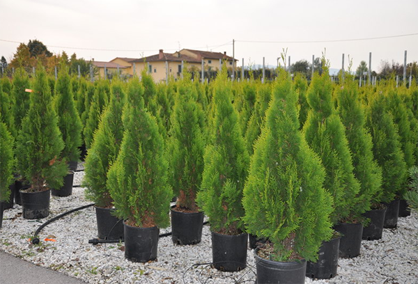 Thuja palánták