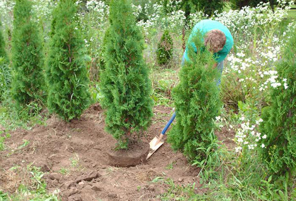 Thuja ültetése