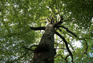 matandang oak