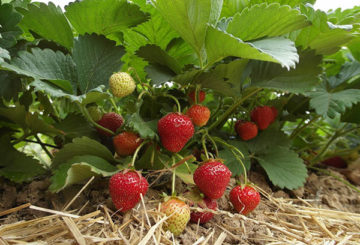 Remontante aardbeien rijpen