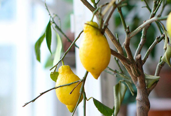 ثمار الليمون الداخلية