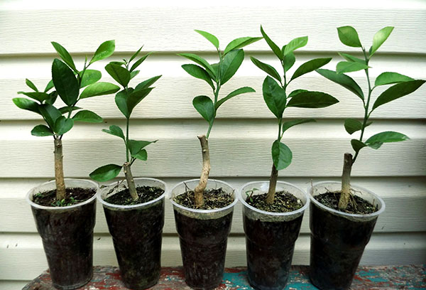 Rooted lemon cuttings