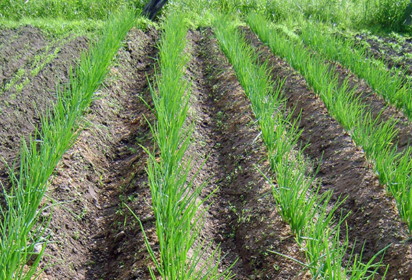 Cebolas verdes nas camas