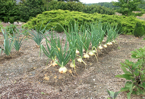 Cebola do jardim