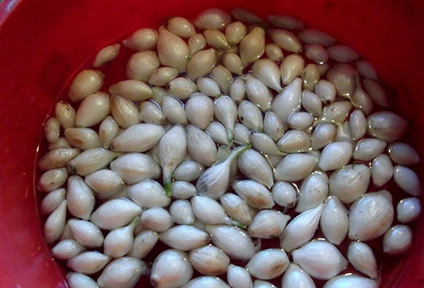 Préparation des semis pour la plantation