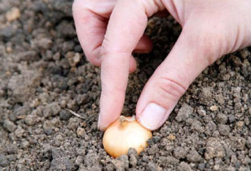 Plantando cebolas