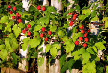 Framboises par la clôture