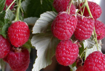 Framboises mûres