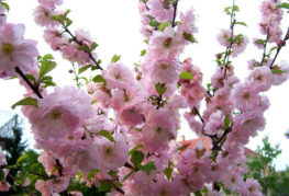 Бадемови цветя