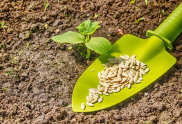 Semințe și lăstari de castraveți