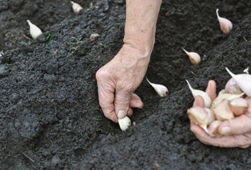 Plantando alho de inverno