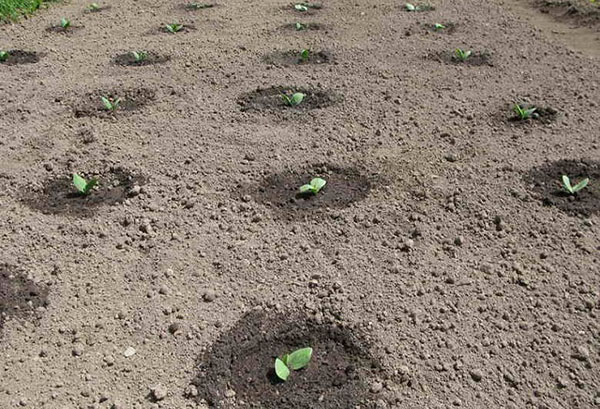Squash sprouts in the open field