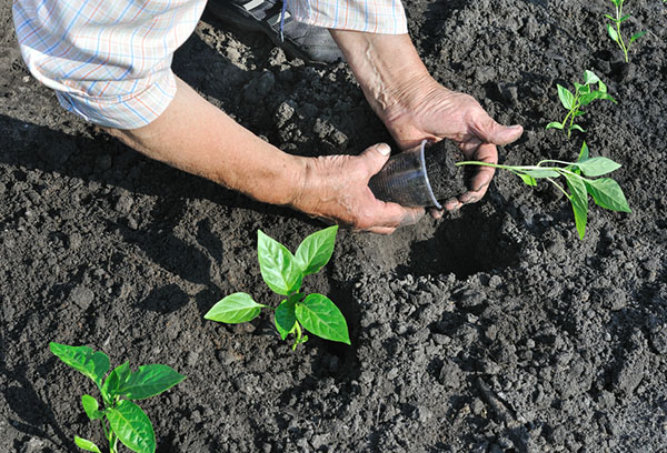 Transplante de pimentas em terreno aberto