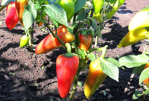 Paprika a kertben