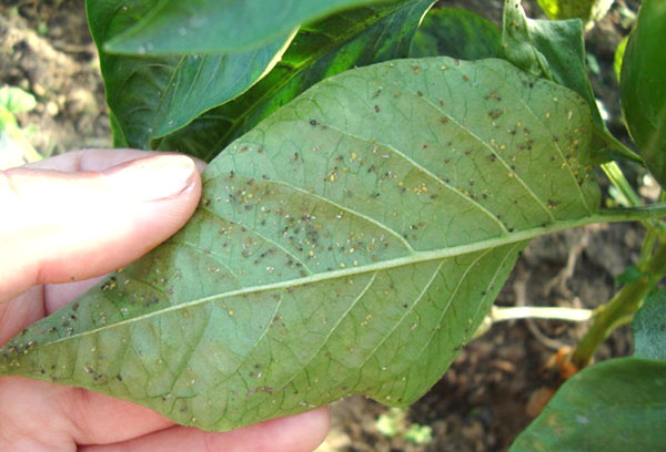 Aphid pada lada bel