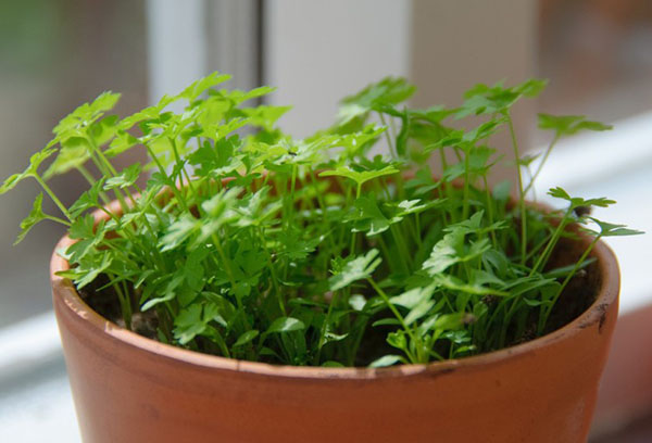 Potted parsley shoots