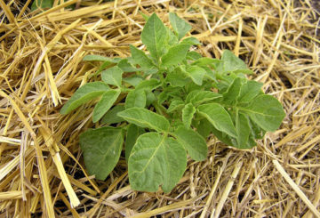 Arbusto de batata na palha