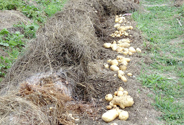 Реколта от картофи, отглеждани под слама