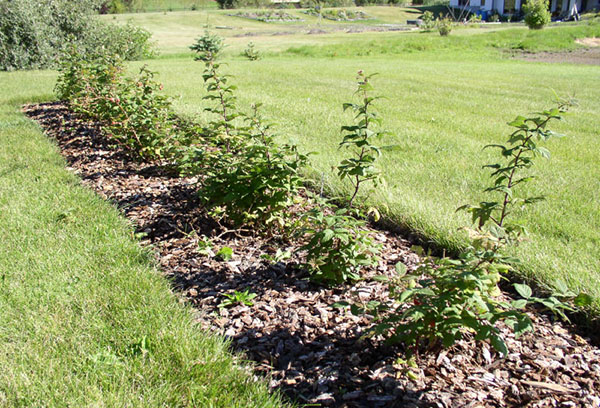 Un lit aux framboises