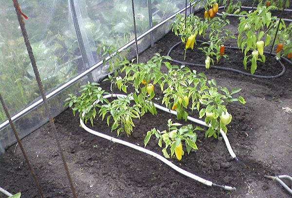 Drip irrigation in the greenhouse