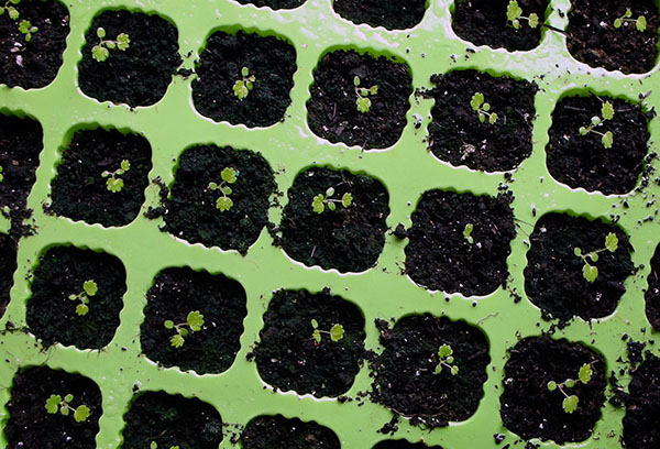 Mudas de morango em um cassete de plástico