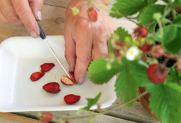 Прибиране на семена от ягоди