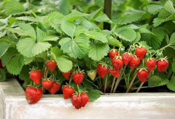 Fraises du jardin fruitier