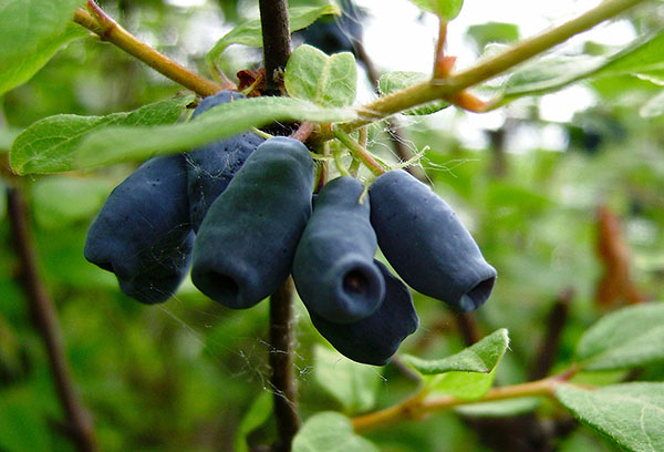 Buah Honeysuckle di dahan