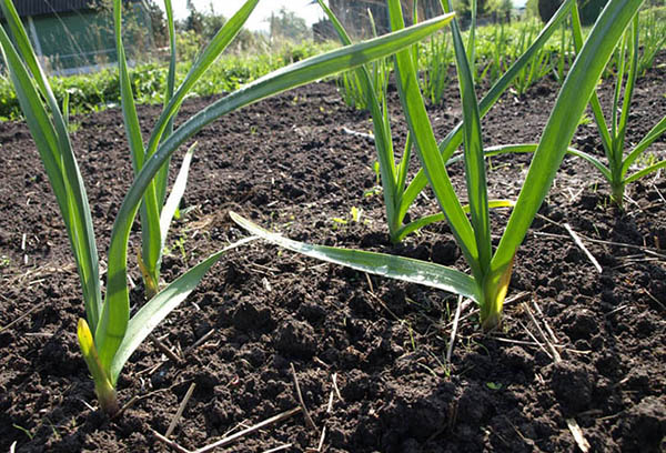 Knoflook in de tuin