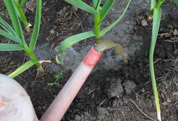 Alimentation à l'ail biologique