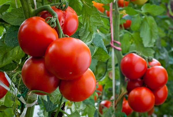 Зрели домати по клоните