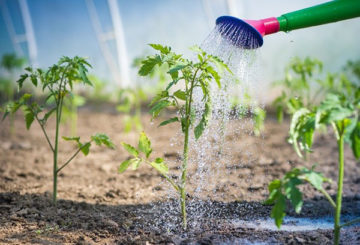 Alimentação foliar de tomates