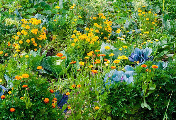 Varză și flori în aceeași grădină