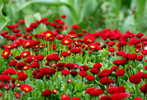 Marguerites