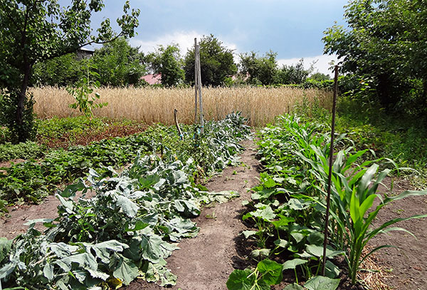 Cucumbers next to corn in the garden