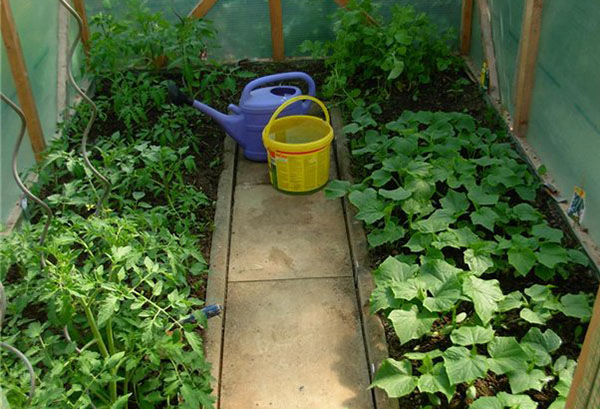 Cucumbers and tomatoes in a greenhouse