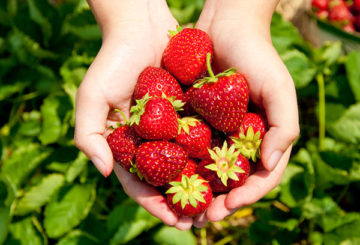 Rijpe aardbeien