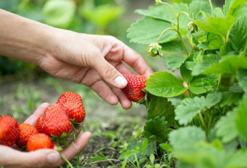 Recogiendo fresas