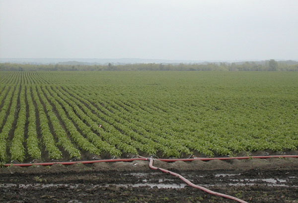 Kartoffelbewässerungssystem