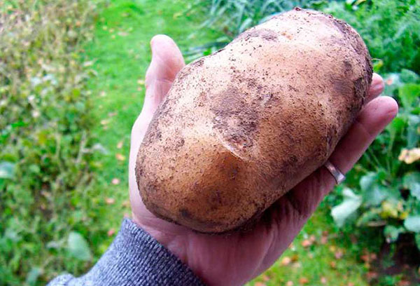 Große Kartoffel