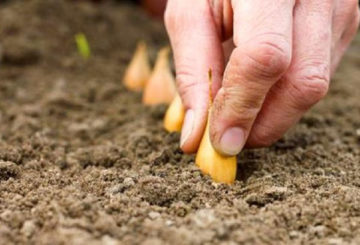 Plantando cebolas