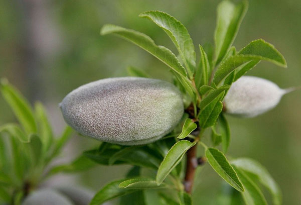 Fruta amêndoa