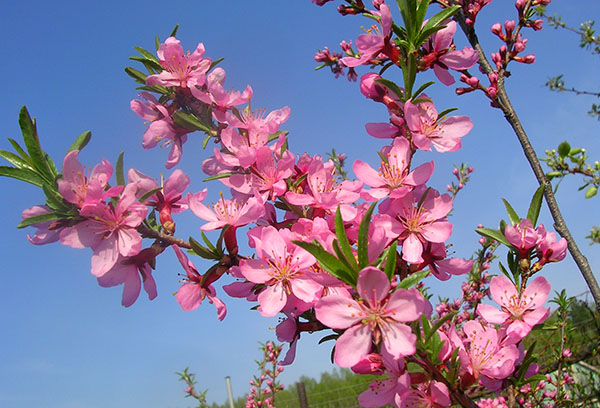 Flor de amendoeira