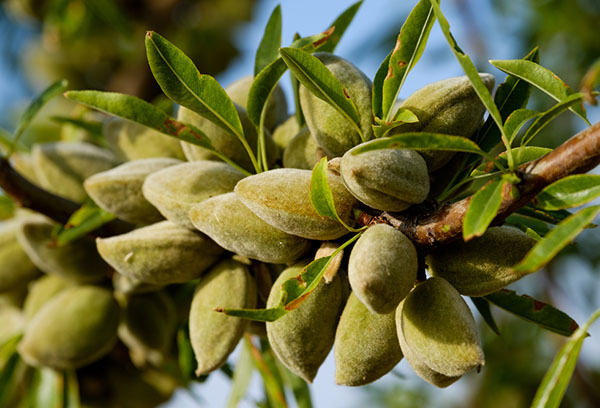 Fruta de amêndoa em um galho