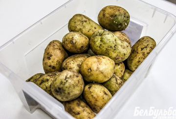 Groene aardappelen om te planten